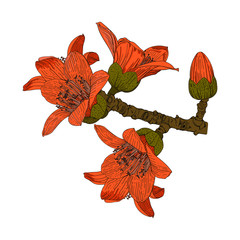Color vector drawing of a Bombax ceiba tree flower