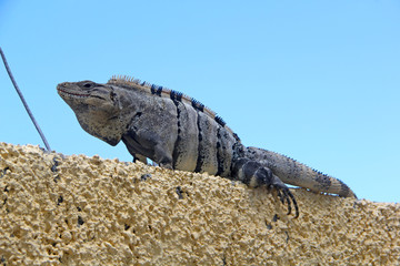 iguana