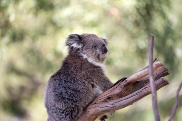 The Australian Koala (Phascularctos cinereous) 	