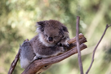 Koala (Phascularctos cinereous) in a wildlife Sanctuary	