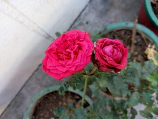 pink rose on concrete wall background || garden Rose flower