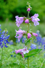 Obraz premium Wildflowers blooming in Texas spring