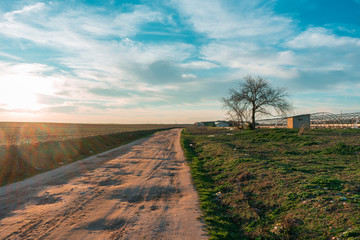 camina con arbol puesta de sol 