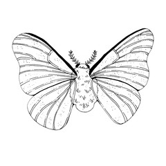 Beautiful mystical vintage black ink moth. Isolated insect on white background