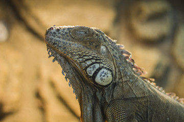 Close-up Head of Reptile. A descendant of the dinosaurs.