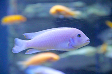 Fish