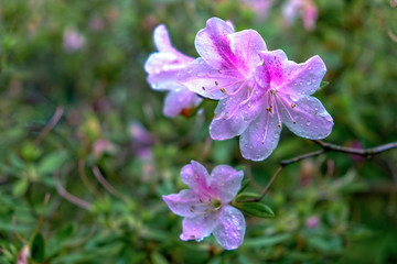 Wildflowers blooming in Texas spring