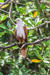 Brahminy Kite standing on a branch, Langkawi, Malaysia