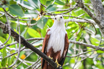 Brahminy Kite standing on a branch, Langkawi, Malaysia