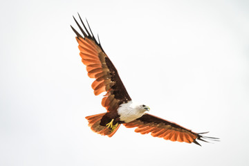 Plakat A flying Brahminy Kite with its wings fully extended, Langkawi, Malaysia fully extended, Langkawi, Malaysia
