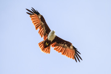 A flying Brahminy Kite with its wings fully extended, Langkawi, Malaysia fully extended, Langkawi, Malaysia