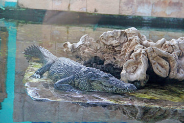 crocodile