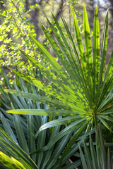 Palm frond back lit by sunlight