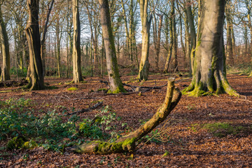 Woodland walking in Wigan Greater Manchester