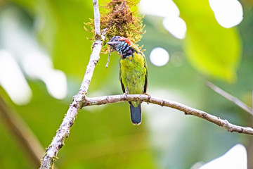 A Blue-eard Barbet standing on a branch in Borneo, Sabah, Malaysia