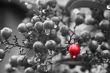 Almost black & white, let's stand out : nandina berries in the rain