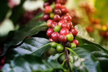 Fresh arabica coffee bean on coffee tree