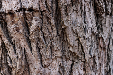 Natural bark texture background material. For Design. Old Wood Tree Background Pattern. dry tree bark close up.
