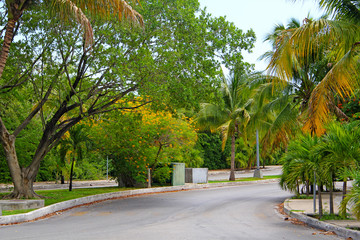 Obraz premium Trees