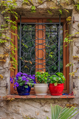 Fototapeta na wymiar Ivy covered medieval wall and window with potted flowers in Eze Village, the South of France along the Mediterranean Sea