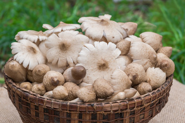 Mushroom, Mushroom Termite in basket, Cooking delicious organic mushroom. Gourmet food