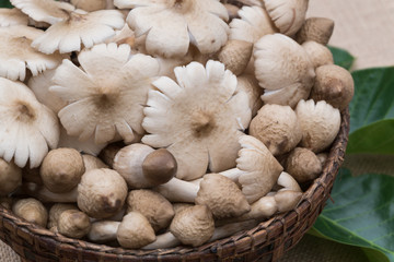 Mushroom, Mushroom Termite in basket, Cooking delicious organic mushroom. Gourmet food