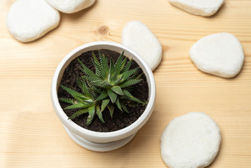 Succulent houseplant Haworthia in a pot
