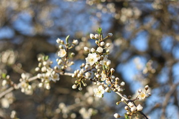 Spring background with blooming trees