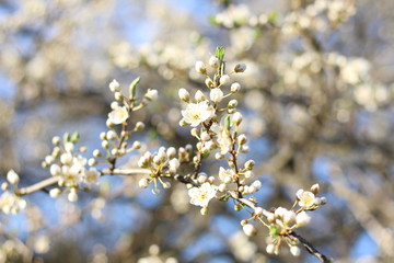 Spring background with blooming trees