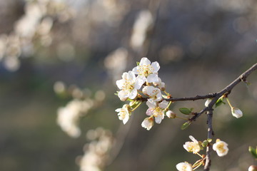 Spring background with blooming trees