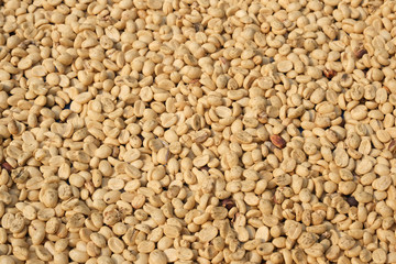 A background of raw, unroasted green coffee beans