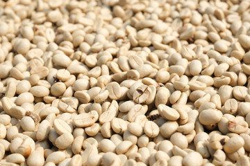 closeup unroasted green coffee beans