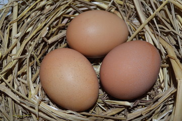 Three eggs in a nest. Close-up.Creamy fresh chicken eggs in a straw nest