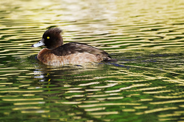 新宿御苑の鳥−7