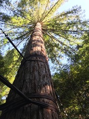 Fototapeta premium Redwood tree