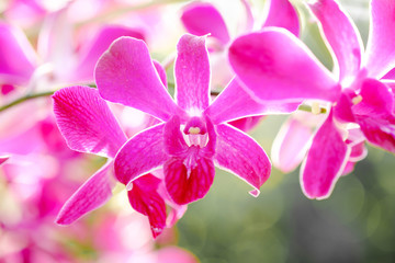 Fototapeta na wymiar Close up purple orchid flowers on spring day.Its name is Dendrobium Sonia orchid.