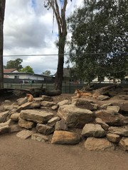 Dingo