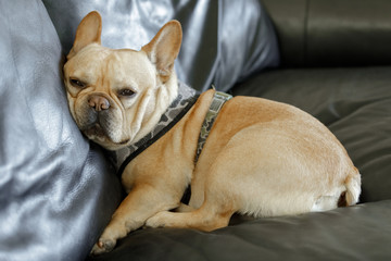 Frenchie in awkward position on couch ,too tired to get comfortable.