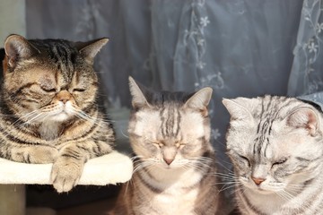 うなだれる三匹の猫アメリカンショートヘアー