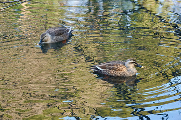 新宿御苑の鳥−30