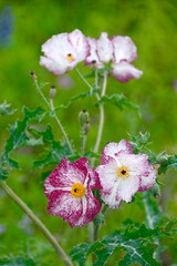 Poppies blooming in Spring