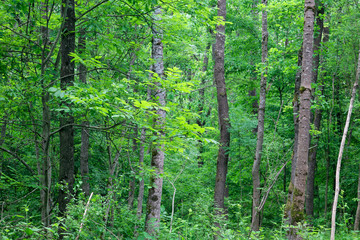 Oak forest Spacva, floodplain of the Bosut River