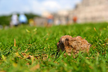 Grass
