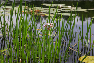 A wetland in Spacva forest, floodplain of the Bosut River