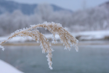 a grove in winter