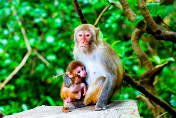 An adult monkey with a cub sits on a rock against the background of the forest,