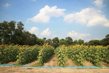 Sunflower field with cloudy blue sky