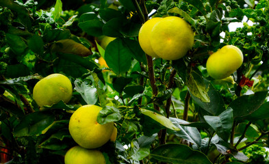 Branch with yellow tangerines and green leaves.