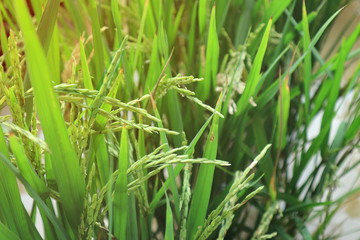 Beautiful organic rice and sunlight.