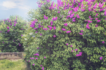 bushes of blooming purple lilac in the village. spring background with blooming lilac bushes close-up. landscape with blooming lilac bushes.